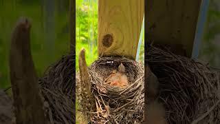 Day 2 - Baby Robins In The Nest #birds #birdwatching #robinsongz #robin #babybird