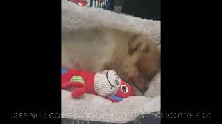 Pomeranian puppy sleeping