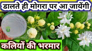 मोगरा पर पाएं कलियों की भरमार.Mogra plant care. How to get maximum flowers on mogra Jasmine plant.