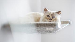 Choupette Lagerfeld SWING cat hammock by LucyBalu