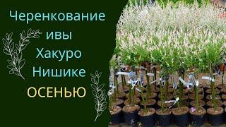 Осеннее черенкование ивы Хакуро Нишике