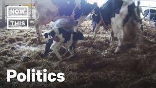 Drone Footage Exposes Real California Dairy Farm  NowThis