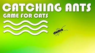 CAT GAMES - Catching Ants INSECTS VIDEO FOR CATS  CAT & DOG TV.