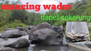 mancing ikan wader di spot strategis yang ikanya banyak