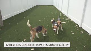 Humane Society of West Michigan takes in 12 beagles from research facility