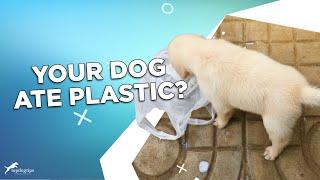 Your Dog Ate Plastic? Here’s 6 Steps You Must Do Immediately