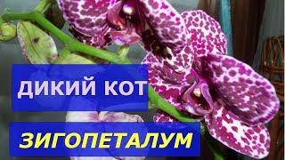 ДИКИЙ КОТ  и ЗИГОПЕТАЛУМ  почтой. Моя супер посылка