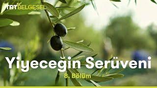 Yiyeceğin Serüveni  Zeytin  TRT Belgesel