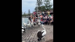 PELICAN FEEDING #shorts #sydney #travel #australia #visitsydney #foryou #trending #fyp #fypシ #viral