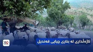 فیچەر  ئاژەڵداری لە بناری قەندیل