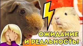 СКЕТЧ ОЖИДАНИЕ И РЕАЛЬНОСТЬ Морские Свинки ПРОТИВ РЕАЛЬНОСТИ SvinkiShow