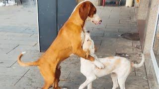 Love and the game of happy dogs_Interesting game of beautiful dogs