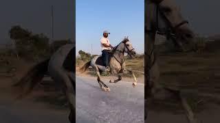 Stallion Bhairav #horselover #marwarihorse #marwaristallion #ytshorts