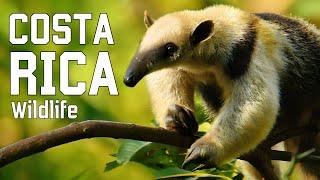 WILD COSTA RICA  Elusive creatures and unexplored jungles