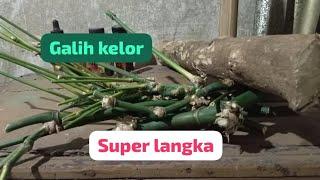 ASLI PANEN.. TEMUAN SUPER LANGKA