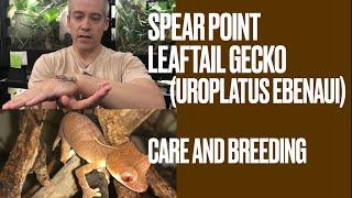 Spear point Leaftail Gecko Uroplatus ebenaui Care and Breeding