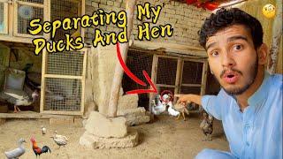 Separating My DUCKS and HEN  Pak Birds