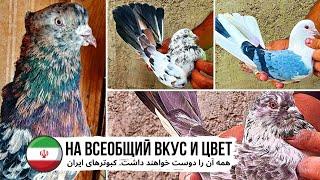 TOP COLLECTION of IRANIAN HIGHFLYING PIGEONS  Понравится ВСЕМ Голуби Ирана  حمام إيران