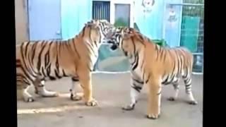 Best Tiger Fight AMAZING FOOTAGE   YouTube