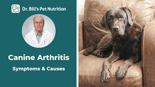 Canine Arthritis  Symptoms & Causes  Dr. Bills Pet Nutrition