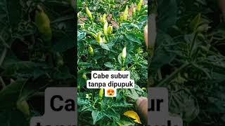 cabe subur&buah lebat tanpa di pupukchilies are fertile and bear heavy fruit without fertilization