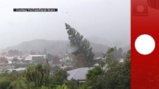 Caught on camera Strong winds uproot giant tree in New Zealand