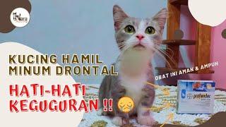 Obat Cacing Yang Aman Untuk Kucing Hamil