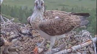 The return of the king Louis the Loch Arkaig Osprey makes a triumphant return 29 Jun 2024 zoom