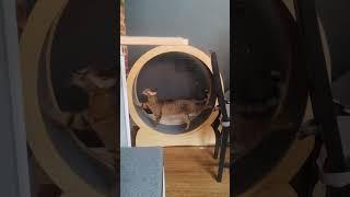 Xeina Goes For A Spin #short #cat #cats #catlover #catvideos #catshorts #meow #paws #shortvideo