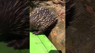 The day I learned echidnas could swim..