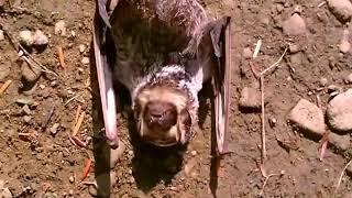 Hoary Bat 𝐿𝑎𝑠𝑖𝑢𝑟𝑢𝑠 𝑐𝑖𝑛𝑒𝑟𝑒𝑢𝑠