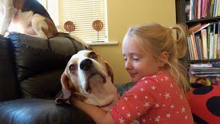 Hugging my dogs for too long  Beagle dogs reaction for hugs