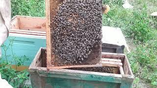 Проверка ловушки ловушка для пчел пересадка роев как найти матку роение пчелы пчеловодство