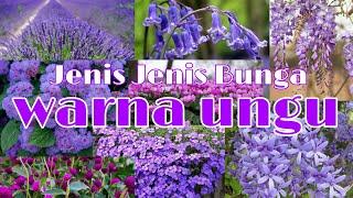 JENIS JENIS BUNGA BERWARNA UNGU PURPLE