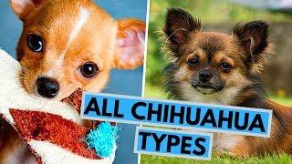 All Chihuahua Types - Based on Their Coat Head and Color