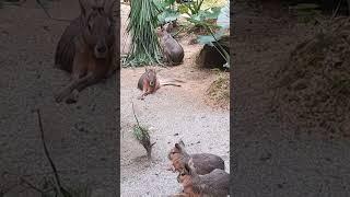 Zoo Clip #shorts #youtubeshorts #viral #shortsfeed #shortsvideo