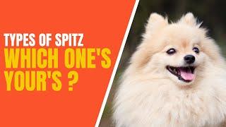 10 Types of Spitz Dogs  How to Identifying Them