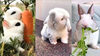 The CUTEST BUNNY RABBITS on the Internet 2023  Easter Bunnies TikTok Compilation #3