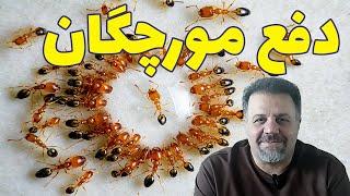 دفع مورچه ها  راهکار جذاب و اثربخش برای دفع مورچه ها از خانه