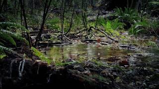 Rain Sounds for Deep Sleep Relaxing or Focus  White Noise Nature Recording in the Forest  8Hrs 