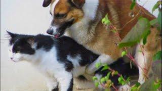 DOGS MATING CATS SUCCESSFULLY VIDEOS COMPILATION 2021 HD