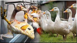 Goose Farming A Complete Guide  Raising Geese for Meat Egg and Feather Production Technology