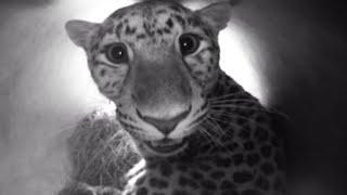 New-born Amur Leopards  Natures Miracle Babies  BBC Earth