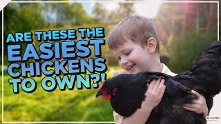 Top 8 Best Docile Chicken Breeds for Beginners & Experienced Owners