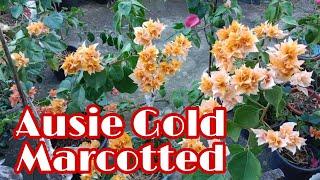 PLANTING MARCOTTED AUSIE GOLD BOUGAINVILLEA