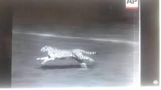 Cheetah racing a greyhound Cheetah running 40.8 mph here but with a slight head start