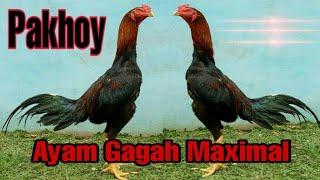 Gambar Ayam Pakhoy GaG4h