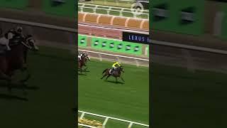 Without A Fight Wins 2023 Melbourne Cup  10 News First