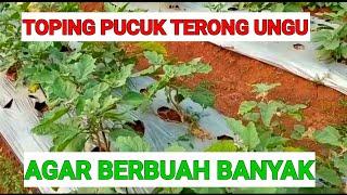 TIPS AGAR TERONG UNGU BERBUAH BANYAK  IKUTI CARA INI 