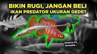 MENGENAL IKAN HIAS MIKRO PREDATOR KECIL DAN GAK KALAH GALAK DARI PIRANHA